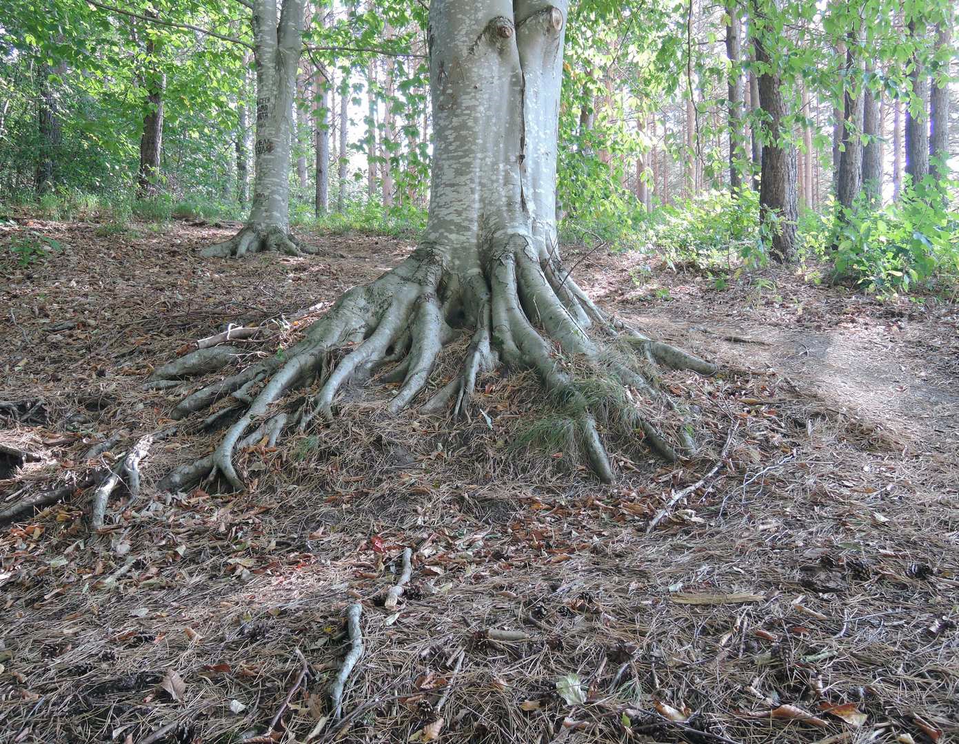 Корень дерева это 4. Дерево с мощной корневой системой. Корневая система дуба диаметр. Ольха дерево корневая система. Корневая система дуба черешчатого.