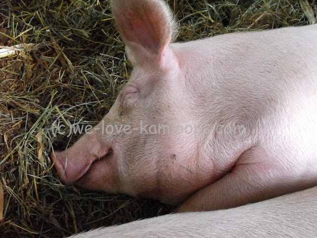 It looks like the pig is smiling, he is sleeping on the hay.