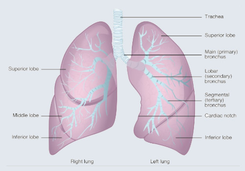 Aluminum foil Affects the Respiratory System