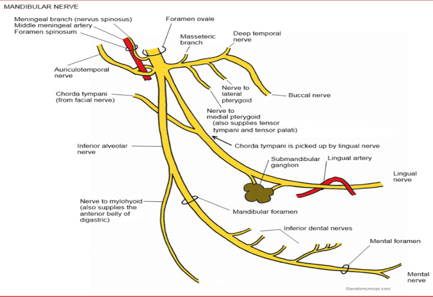 Human Anatomy Lessons - Head & Neck Anatomy: Mandibular Nerve