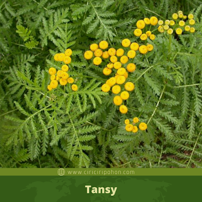 Tansy