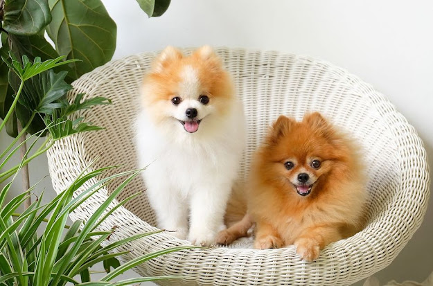 pomeranian shop near me
