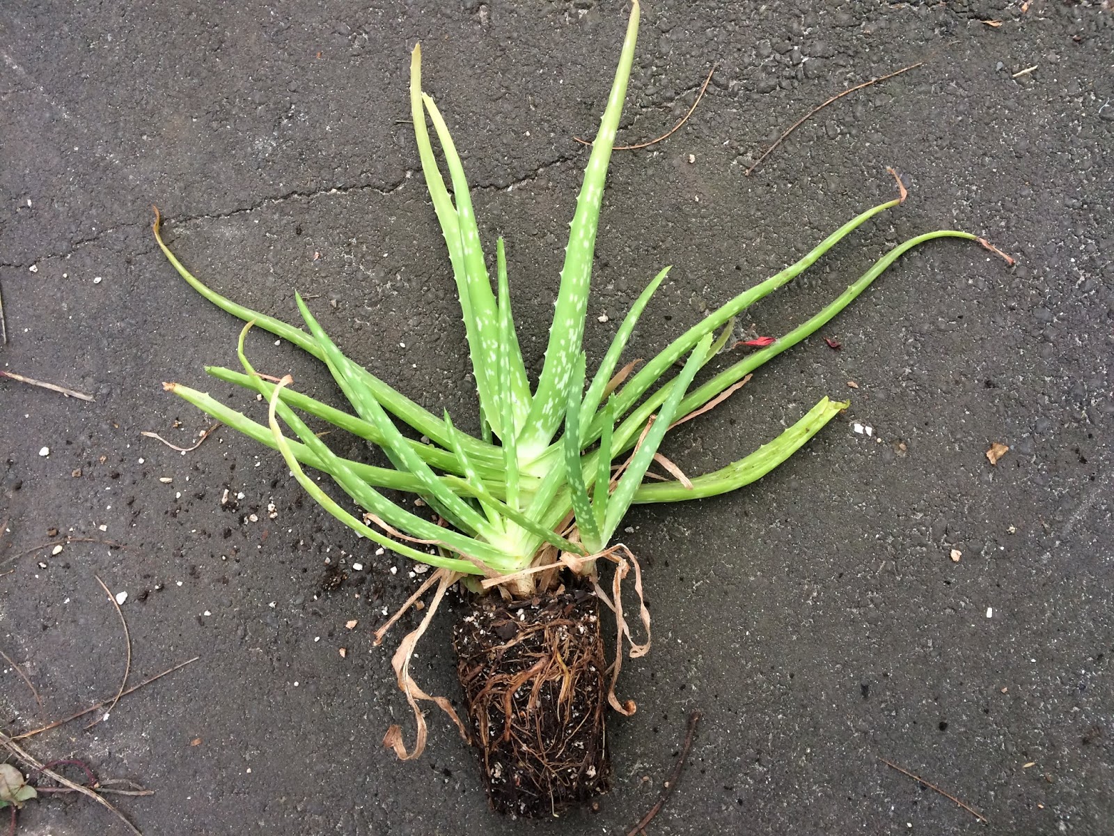 Potting Up Indoor Plants and Dividing Aloe Vera