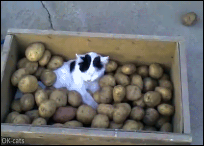 Potato kitten chilling in his potato bed • Cat GIF Website