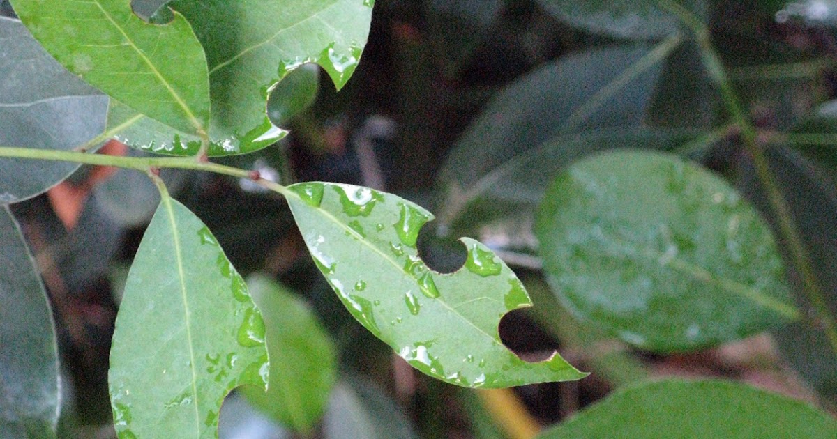 Xtremehorticulture of the Desert Circular Holes in the Leaves Starting Early Summer