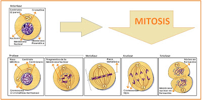 Sel yang hanya mengalami pembelahan secara mitosis adalah