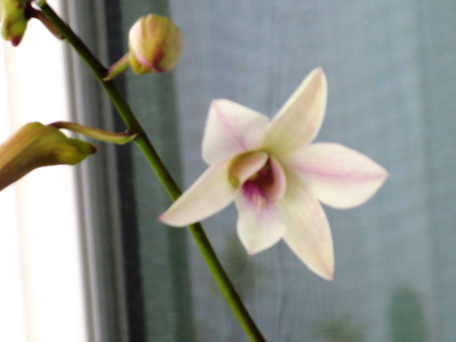 Aiea Orchid Club ｱｲｴｱ蘭の会 2021 04 22 Where can we find Orchids & plants