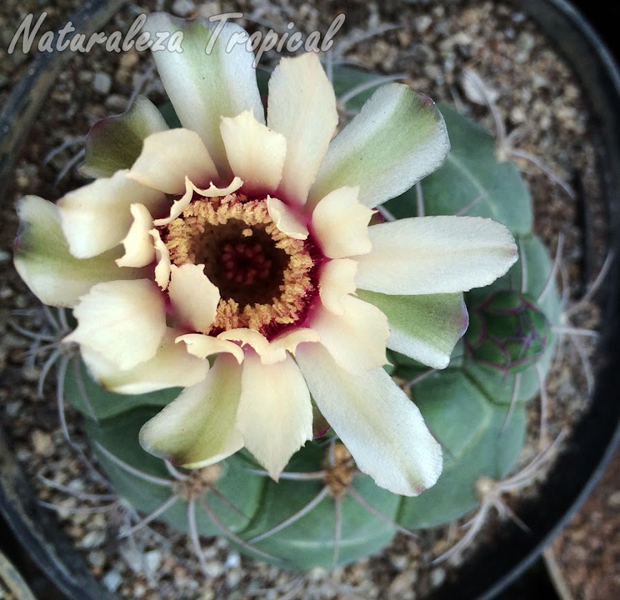 Floración del cactus Gymnocalycium pflanzii
