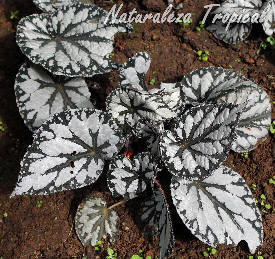 Begonia con hojas verde-oscuras con grandes manchas blancas