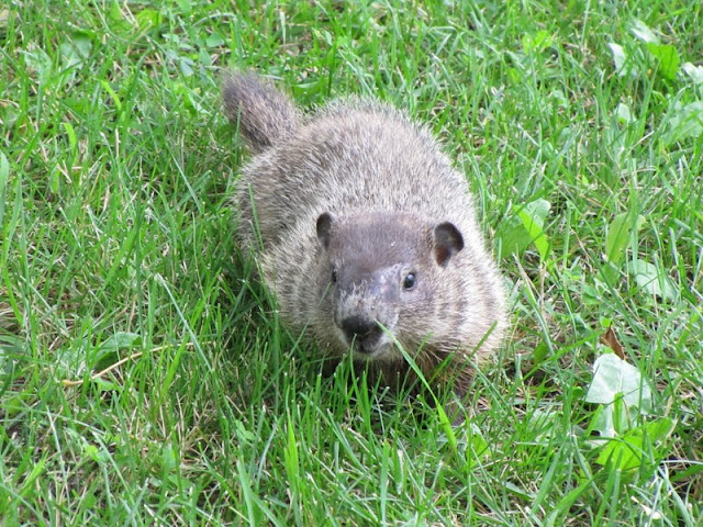 The Oakland Press Blogs: Earth's Almanac: Rabid groundhog bites an ...