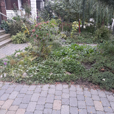 Toronto Front Garden Makeover in East York Before by Paul Jung Gardening Services--a Toronto Organic Gardener