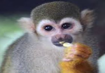 Como alimentar monos Tití