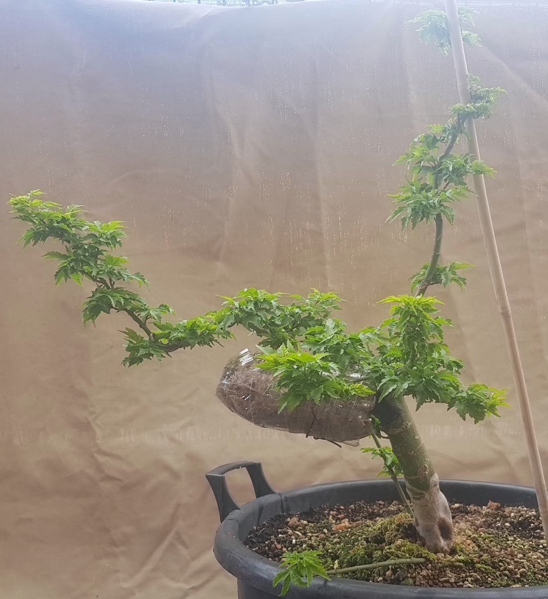 Acer palmatum shishigashira 20200323_182950