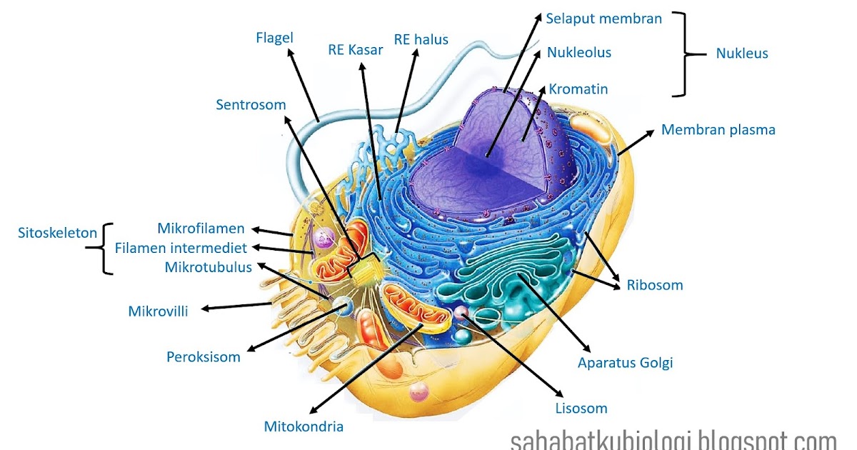 SAHABATKU BIOLOGI