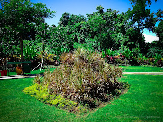 Sweet Garden Landscape With Dragon Tree Or Dracaena Marginata Plants