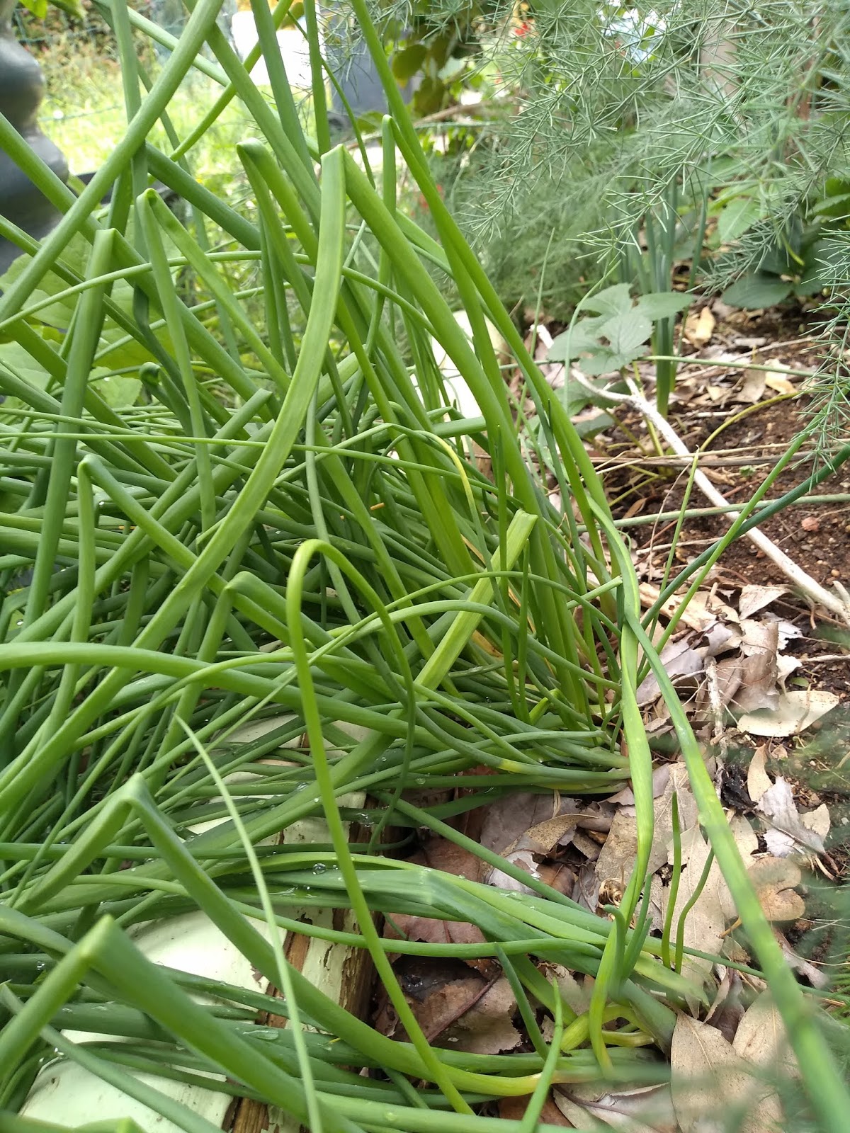 Mudflower Onion chives the smallest edible onion