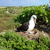 Holy Mōlī -- First Laysan albatross chick of the year!
