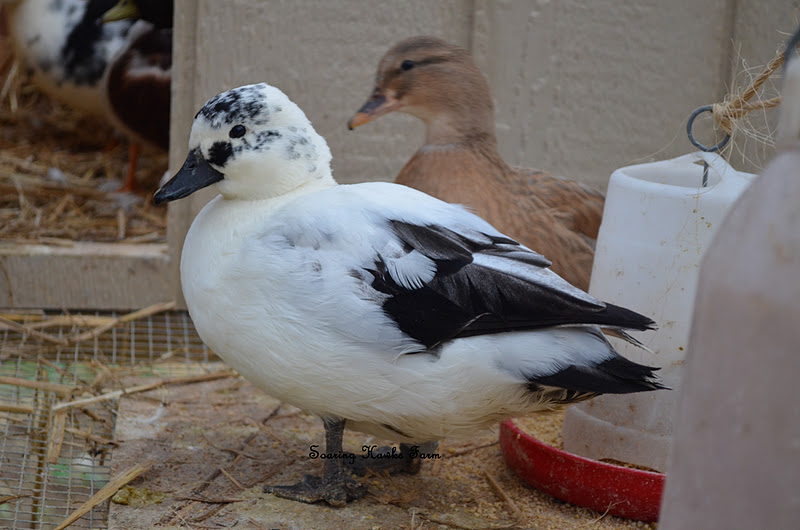 Soaring Hawks Farm Call Ducks