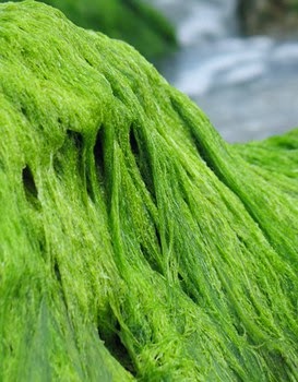 водоросль спирулина