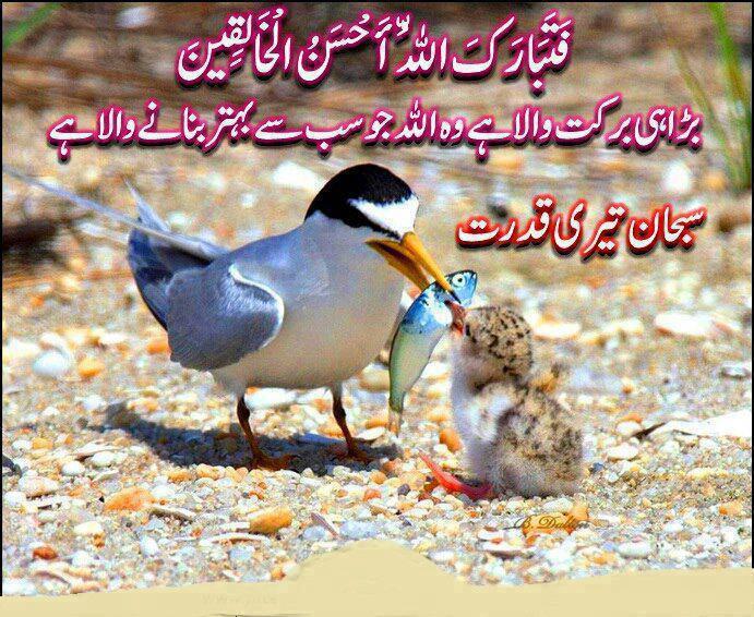 Allah is everything | beauty of islam