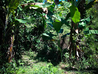 Banana Trees Between Shrubs And Trees Grow In The Farm Fields North Bali Indonesia