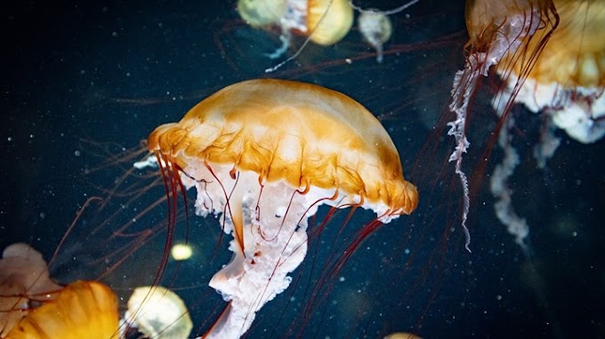 Μέδουσες "κατέλαβαν" παραλίες της Χαλκιδικής – Πού οφείλεται το φαινόμενο