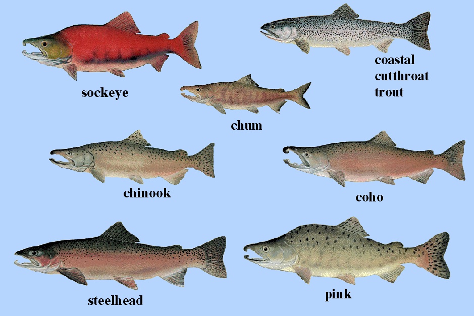 Ikan Salmon (Oncorhyncus sp.) - Biota Dunia Perairan