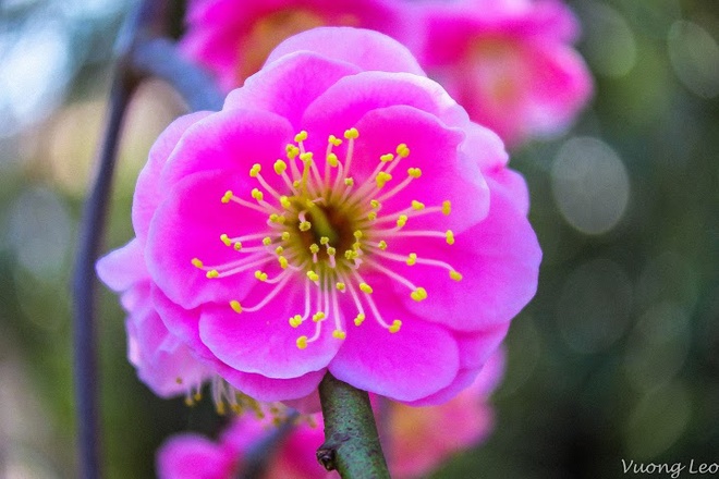 [Image: Mua-hoa-man-bung-no-o-Nhat-Ban-2.jpg]