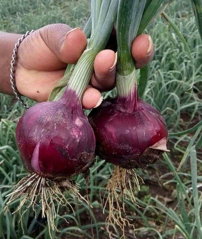 How to Grow Onions Profitably in Southern Nigeria