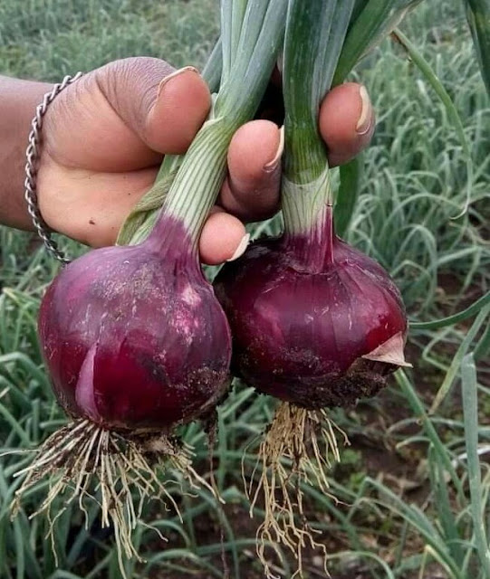Alt: = "Bombay Red Onions Variety"