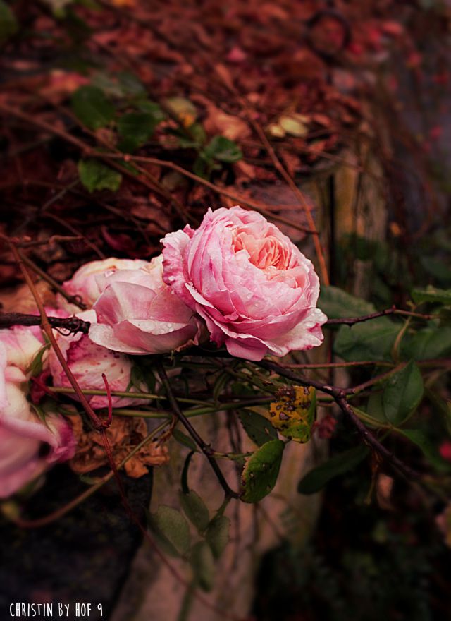 Hof 9: Herbst bei Nette im Garten