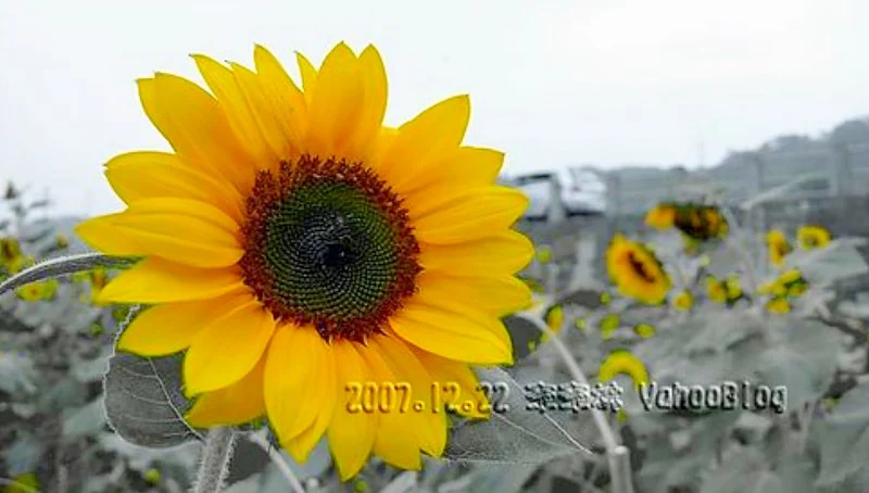 南投集集向日葵花田|集集花海