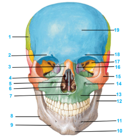 Ảnh học thực hành giải phẫu có chú thích chi tiết