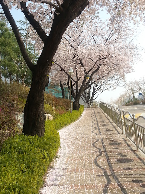 The cherry blossom road