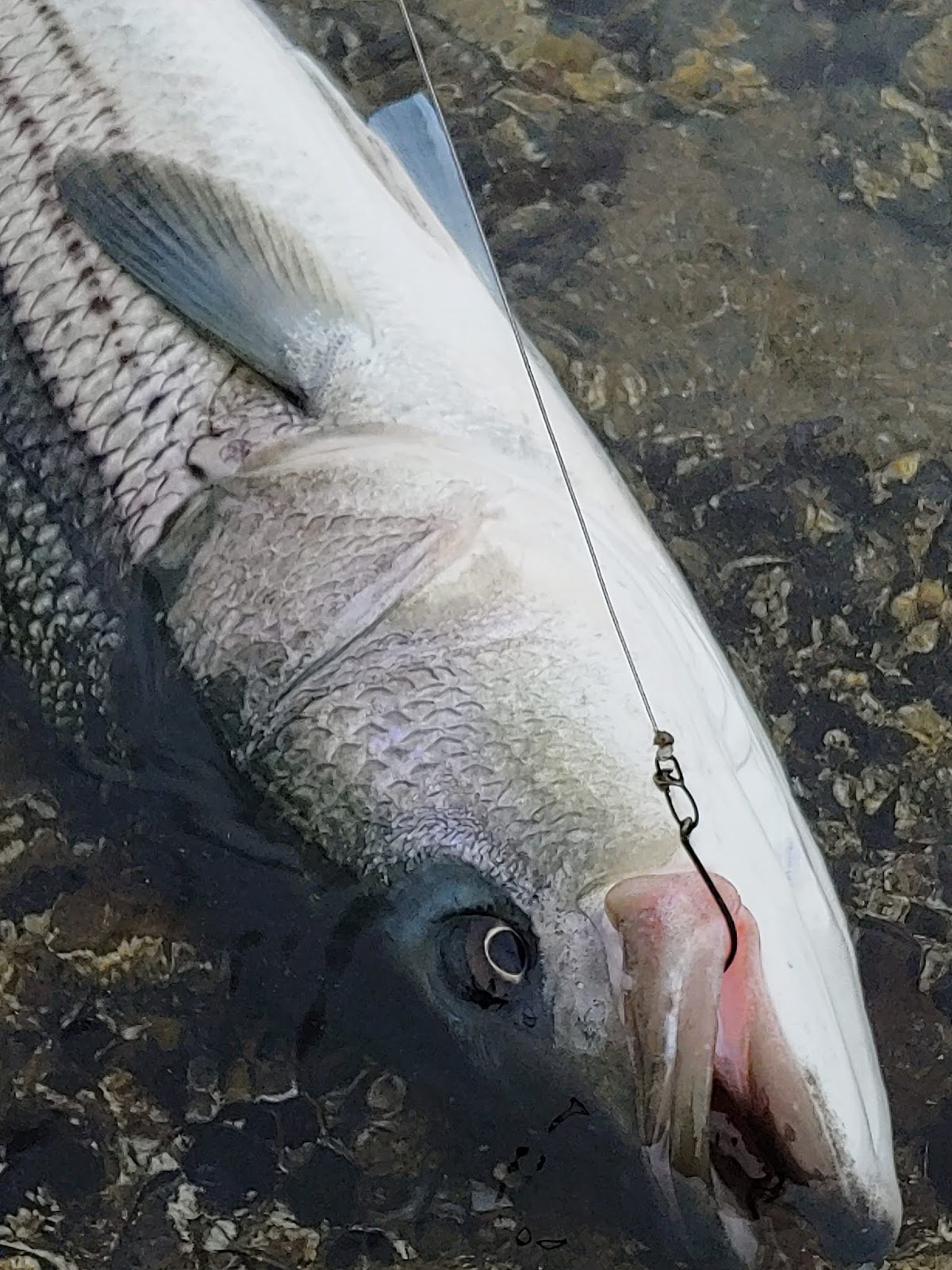 Rhode Island Striped Bass On the Circle Hook