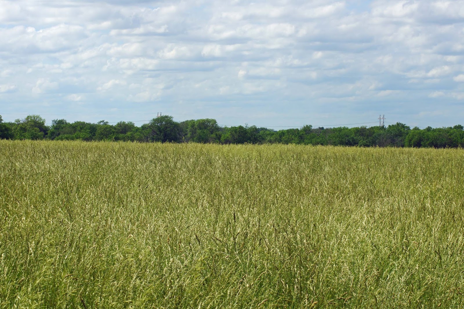 Horse hay for sale near me