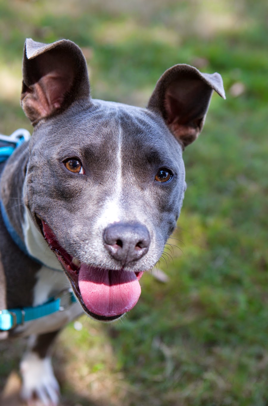 Shelter Dogs of Portland "BLUEBERRY" and "Pancake Peke" reunited