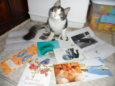 Anakin Two Legged Cat Cards & Letters from friends & fans