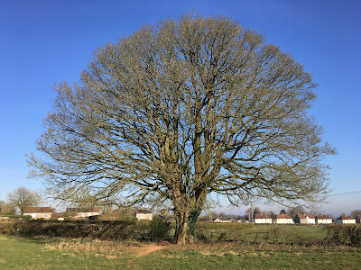 Photo of a bare chestnut tree against a blue sky