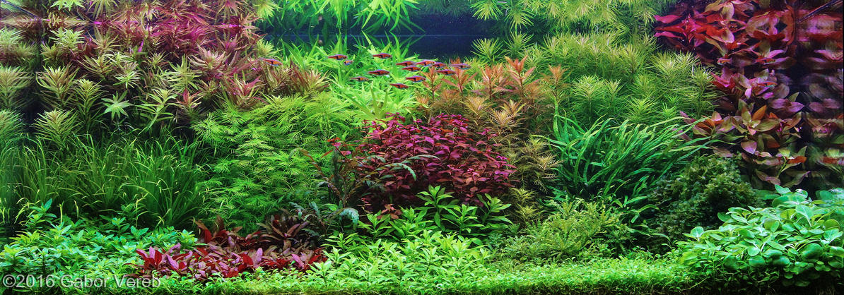 european aquascape channel 2016