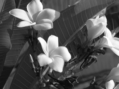 Frangipani, Cheoung Ek killing fields, Cambodia