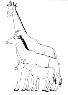 Soyu tükenmiş olan zürafa benzeri Samotherium (ortada) ile okapi (aşağıda) ve zürafanın karşılaştırması. Samotherium anatomisi zürafa benzeri boyna geçişi göstermektedir.