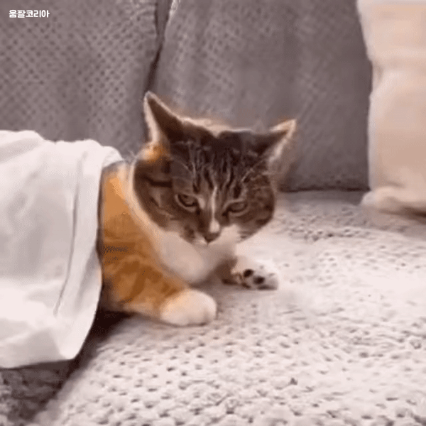 umjjal_kr_038.gif