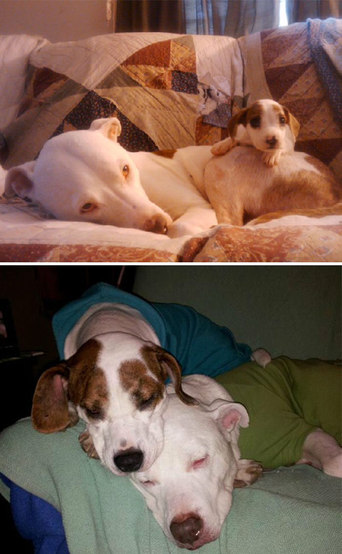 50 Heart-Warming Photos of Animals Growing Up Together - Fiona And Shrek. 3 Years Ago, And Now