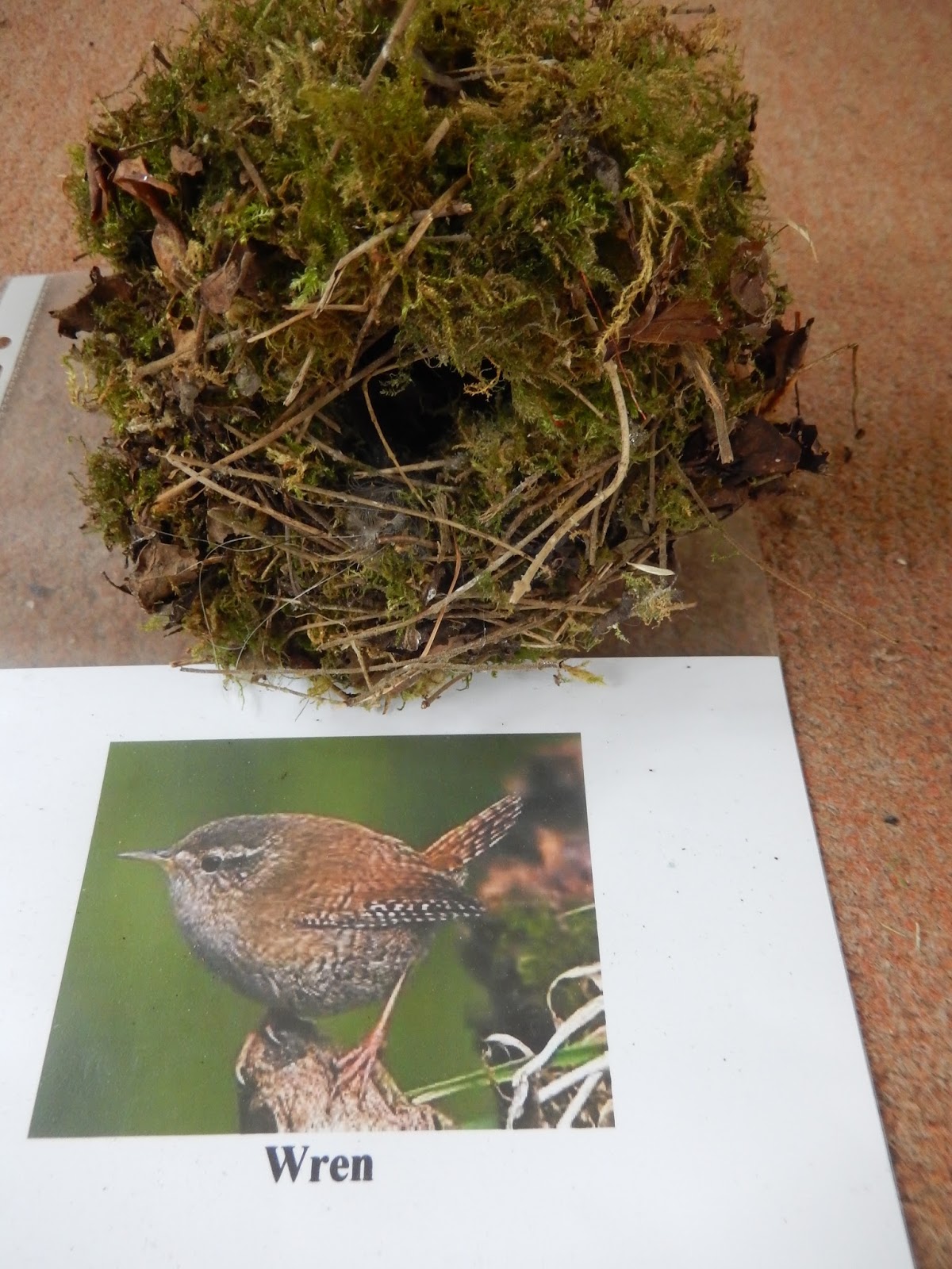 simon boyes: some common british birds' nests