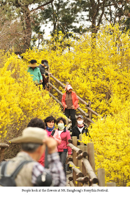 Mt. Eungbong Forysthia Festival in Korea