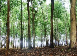 McCluskieganj forest , jharkhand blogs