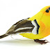 Scientists can now predict what a bird will sing next based on its thoughts