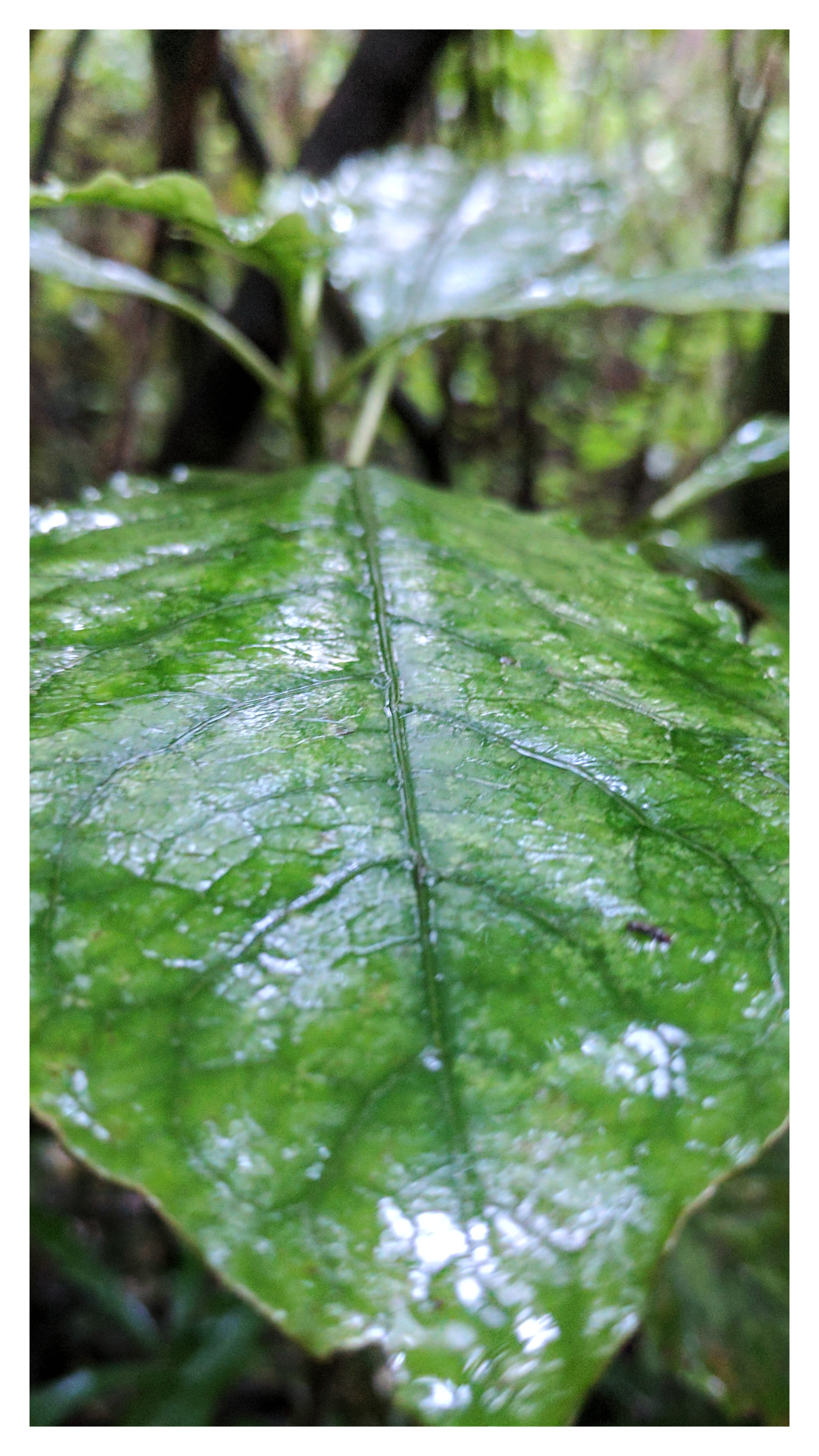 Wet leaf in a rain shower (Aotearoa New Zealand)