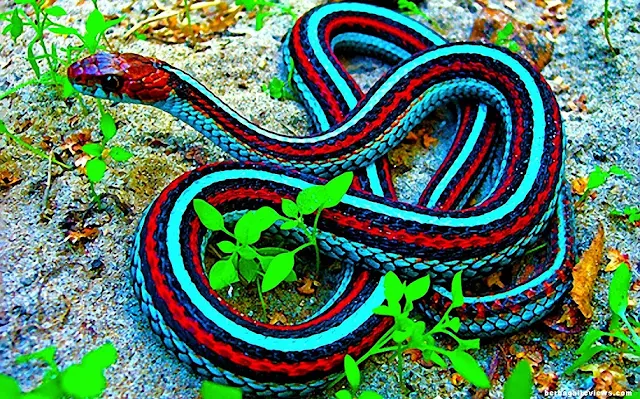 Ular dan jenis - jenis ular - berbagaireviews.com